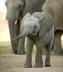 elefantinpoikanen
